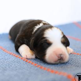 Hayes- Black Tri Female - Black tri female Miniature Australian Shepherd puppy in Nacogdoches, Texas from TK Standard, Mini, & Toy Aussies