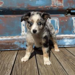 Girl 2 - Blue merle female Miniature Australian Shepherd puppy in Ellsworth, Kansas from Flying H Mini Aussies