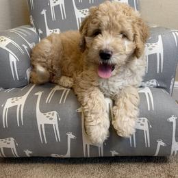 Australian Mountain Doodle, Bernedoodle, and Goldendoodle Puppies from Wynterwood Doodles