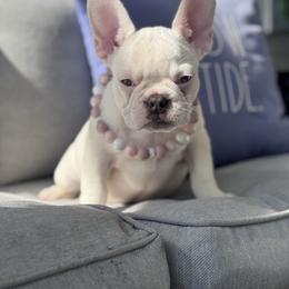 'Snow White' Cocoa and tan pied female - White female French Bulldog puppy in Gulf Breeze, Florida from SW Frenchies