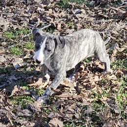 Wren - Black brindle Whippet puppy in Lenoir City, Tennessee from Equiss Whippets