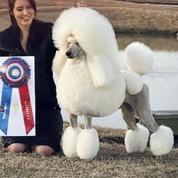 Ra - Poodle