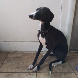 Oboe - Italian Greyhound