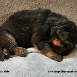 Boy 1 - Black and red German Shepherd puppy in Washington from Ampid German Shepherds