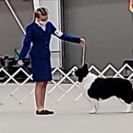 Border Collies from Otter Creek Dogs