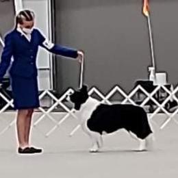 Border Collies from Otter Creek Dogs