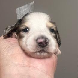 Grey - Dapple male Dachshund puppy in Miami, Florida from Maitime Dachshund