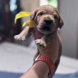 Yellow Female- MiniGoldendoodle - Red  female Goldendoodle puppy in Piedmont, South Carolina from The Farm at Saluda Ridge