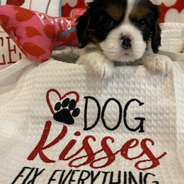 Cavalier King Charles Spaniel puppies from Rolling Meadows Cavaliers