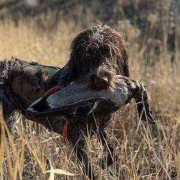Bernedoodles and Wirehaired Pointing Griffons from Salt City Farm