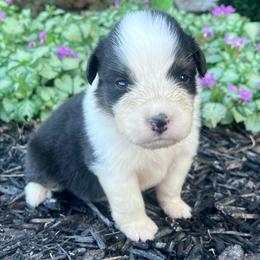 Candy - Black tri-color female Australian Shepherd puppy in Loda, Illinois from Pilcher Farms