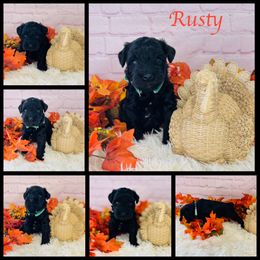 Rusty - Black male Miniature Schnauzer puppy in Springfield, Tennessee from My Lovable Schnauzers