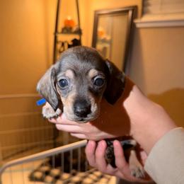Male 3 (blue collar) - Wild boar and cream male Dachshund puppy in Modesto, California from Once Upon a Mini Dachshund