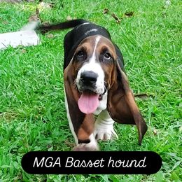 Odie - Brown and white male Basset Hound puppy in Newton Grove, North Carolina from MGA Basset Hound