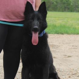 German Shepherd puppies from Ze Zadnich lesu
