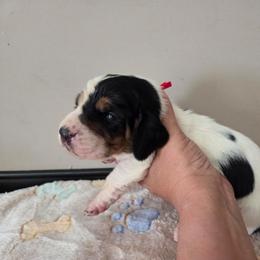 Veronica - Black white and brown female Basset Hound puppy in Denison, Texas from Emma Lou's Baby Bassets
