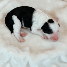 Chai - Black and white female Sheepadoodle puppy in Cleveland, Tennessee from Narrow Path Old English & Sheepadoodles