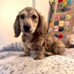 Quicksilver - Dapple male Dachshund puppy in Hensley, Arkansas from The Dachshund Barn