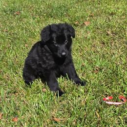Red colar - Black female German Shepherd puppy in Oscoda, Michigan from Sstar