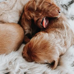 Goldendoodle Puppies from Goldendoodle Country