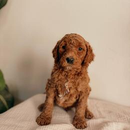 Lincoln - Red  male Goldendoodle puppy in Yukon, Oklahoma from Bows and Ties Doodles, LLC