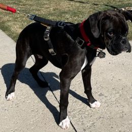 Boxer Puppies from Winchester Boxers