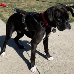 Boxer Puppies from Winchester Boxers