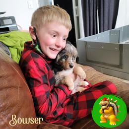 Miniature Australian Shepherd Puppies from Wonderland Aussies