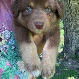Moses - Red tri-color male Australian Shepherd puppy in Columbia, Kentucky from Caywood Aussies