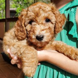 Gunner- Red AKC Mini Poodle - Red  male Poodle puppy in Falcon, Missouri from Cedar House Heritage Poodles | AKC Toy & Miniature Poodle Puppies Raised in Home