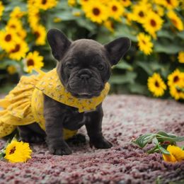 French Bulldog Puppies from Bullish Pride