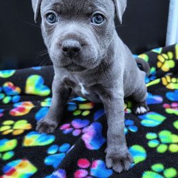 Rigatoni - Blue female Staffordshire Bull Terrier puppy in Dallas, Texas from Wild Blue Staffords