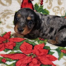 Hazel - Dapple female Dachshund puppy in Anaconda, Montana from Williams Family Dachshunds
