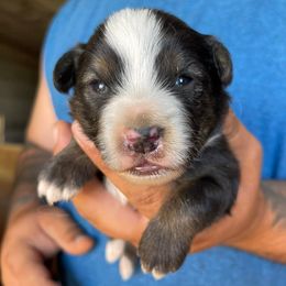 Miniature Australian Shepherds and Toy Australian Shepherds from Copper  Star Aussies