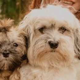 Havanese from Havanese Fam Bam
