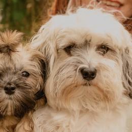 Havanese from Havanese Fam Bam