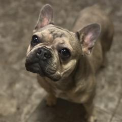French Bulldogs from Diamond J Puppies