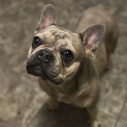 French Bulldogs from Diamond J Puppies