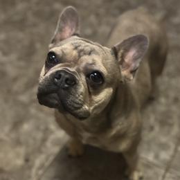 French Bulldogs from Diamond J Puppies