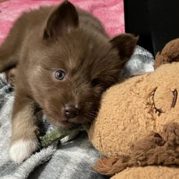 Pomsky Puppies from Michelle's Pomskies