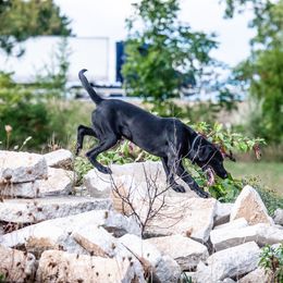 Labrador Retriever All Grown Up from Purpose Bred Labrador Retrievers