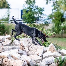 Labrador Retriever All Grown Up from Purpose Bred Labrador Retrievers