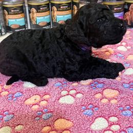 Boy 5 - Black male Goldendoodle puppy in Petersburg, West Virginia from Wv Diva Doodles