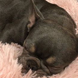 French Bulldogs from Love Bug Frenchies