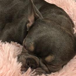 French Bulldogs from Love Bug Frenchies