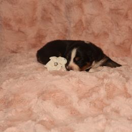 Australian Shepherd Puppies from Lori's Australian Shepherds