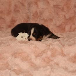 Australian Shepherd Puppies from Lori's Australian Shepherds