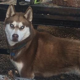 Siberian Huskies from The Husky Barn