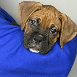Simba - Fawn male Boxer puppy in Duncansville, Pennsylvania from JM Legacy Boxers