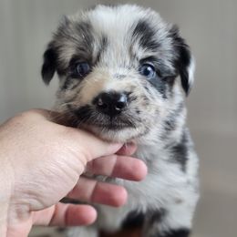Abigail Adams - Blue merle female Australian Shepherd puppy in Wrightsville, Georgia from Wild Magnolia Farms Aussies